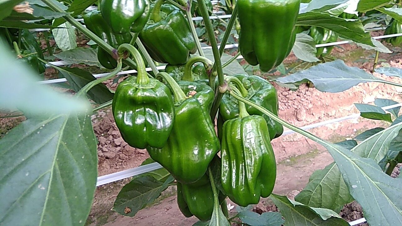 麻辣椒1015cm靑色微辣