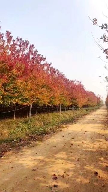 美国红枫  秋火焰红冠红点1-25公分