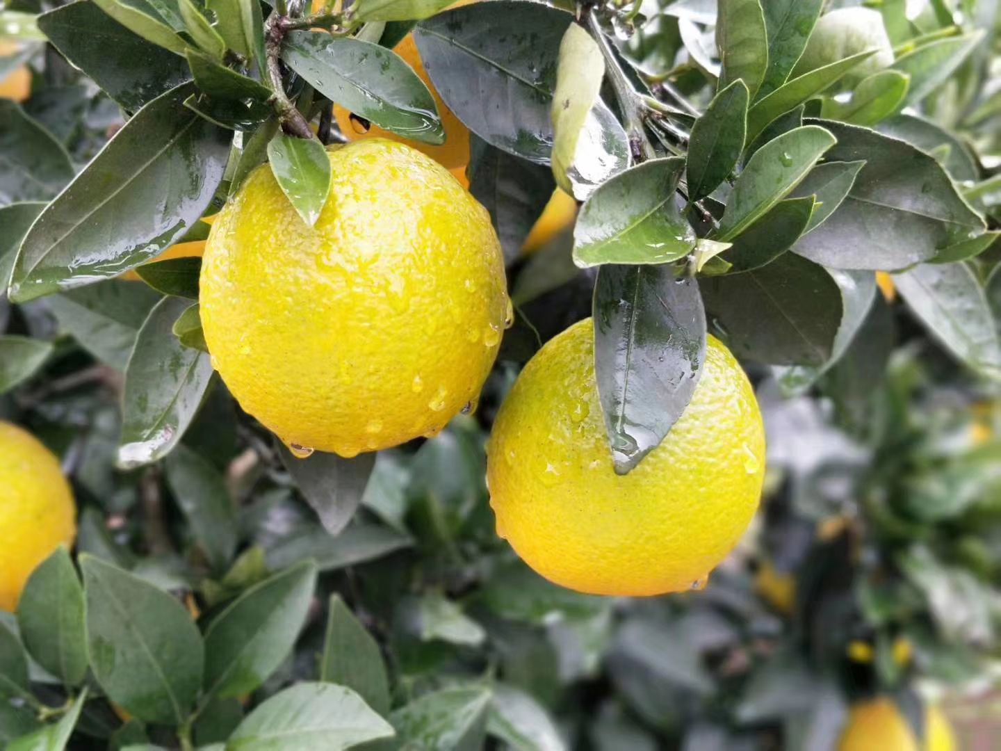 赣南脐橙 60 - 65mm 4两以下 