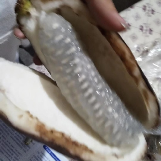 纳雍县八月瓜苗