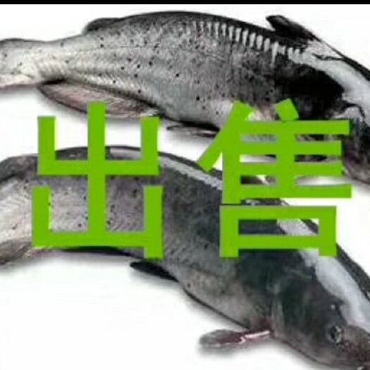 仙桃市叉尾鮰鱼 