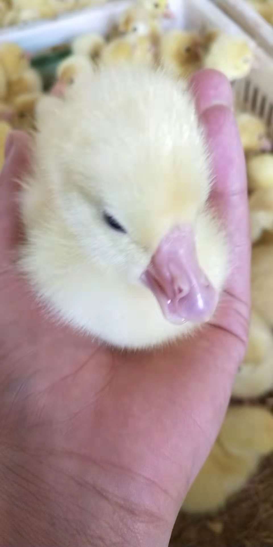 大白沙鹅苗 