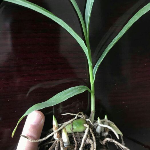 正安县紫花白芨苗 道地药材，