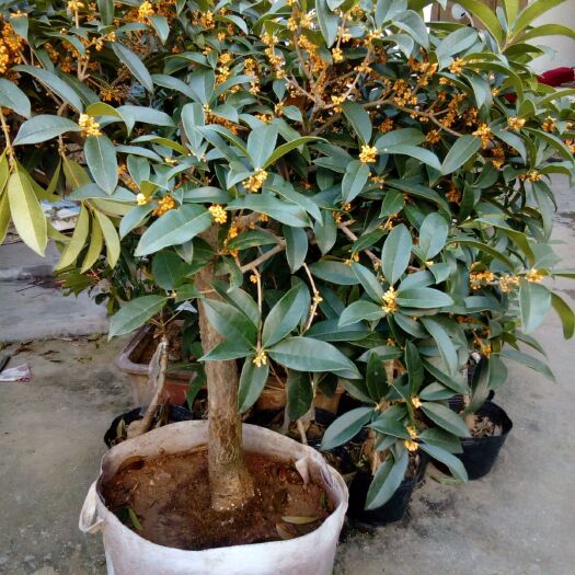 平邑县黄金桂花树 带花发货