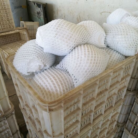 邯郸白花菜花  品种多好配货量大，质量好 价格便宜