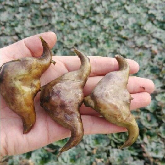 彭泽县 两角大青菱，菱角种子