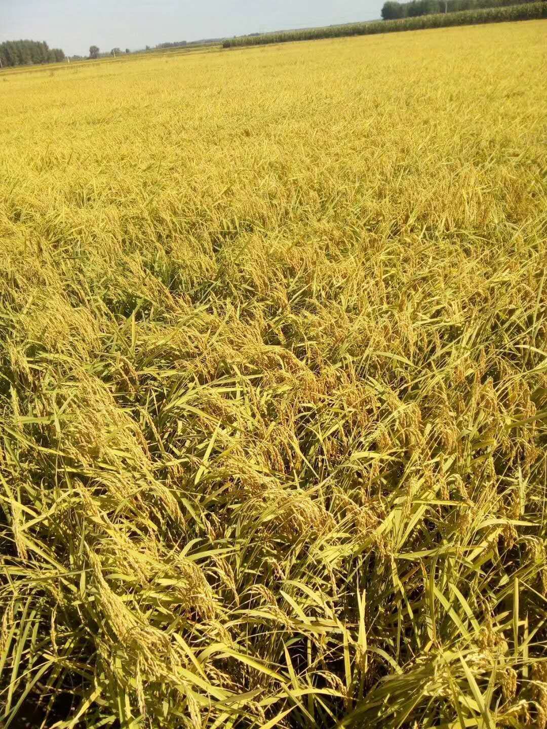  稻花香大米 非有机大米 晚稻 一等品