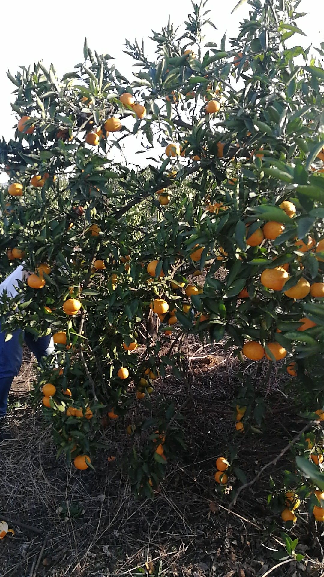 蜜桔 5.5 - 6cm 1.5 - 2两 