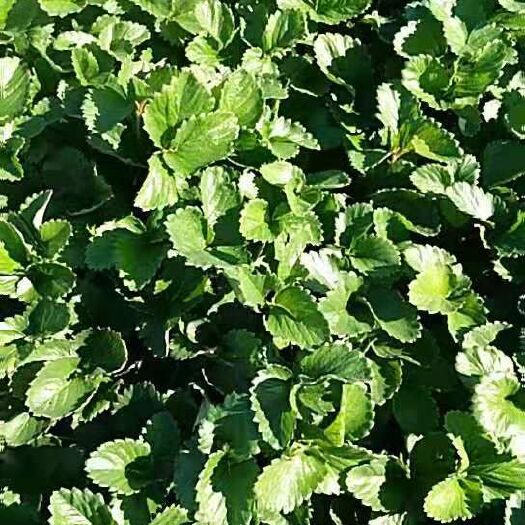 临沂妙香草莓苗 地栽苗 10~20公分