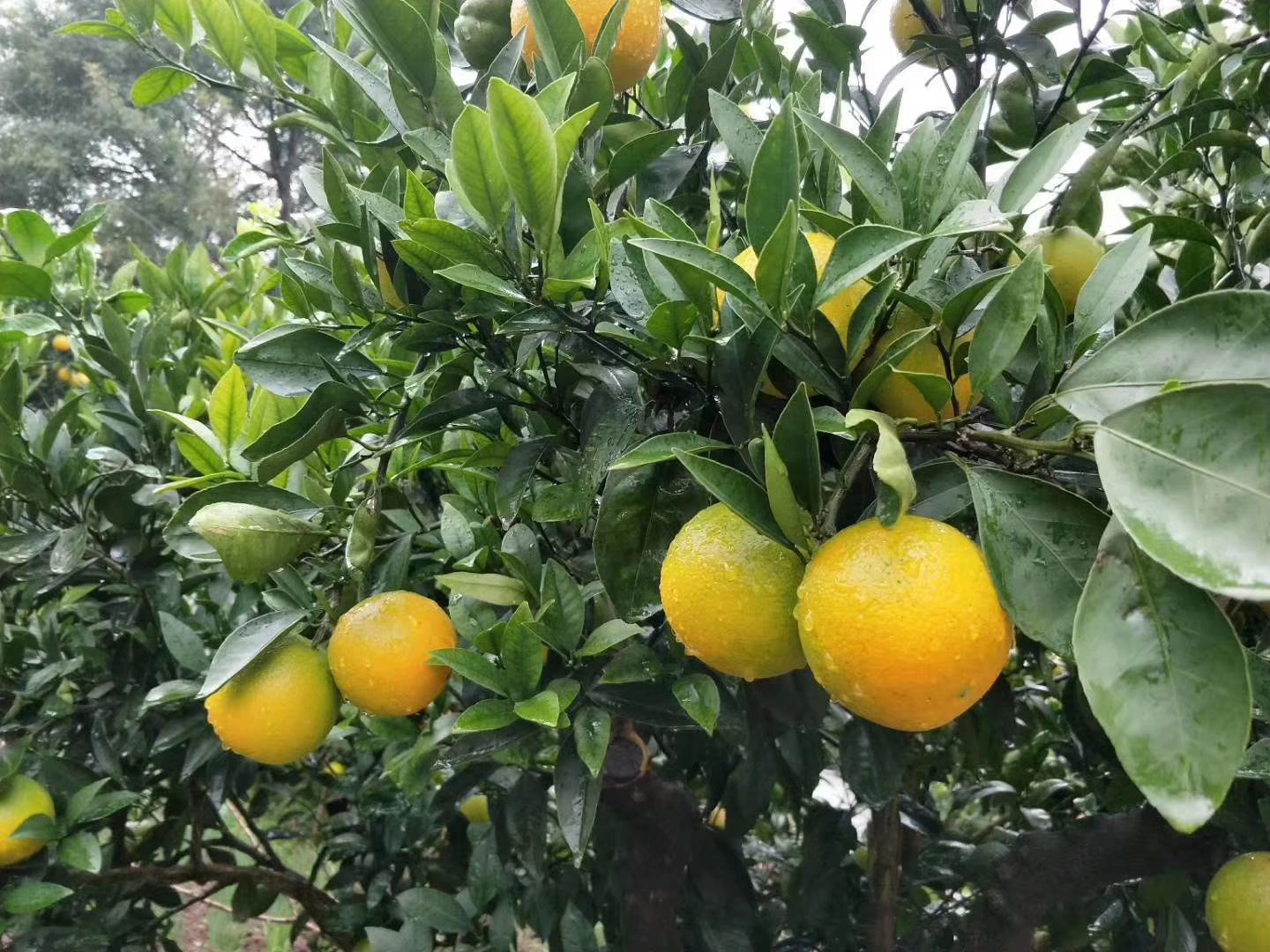 赣南脐橙 60 - 65mm 4两以下 