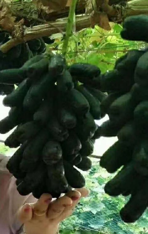 蓝宝石葡萄苗