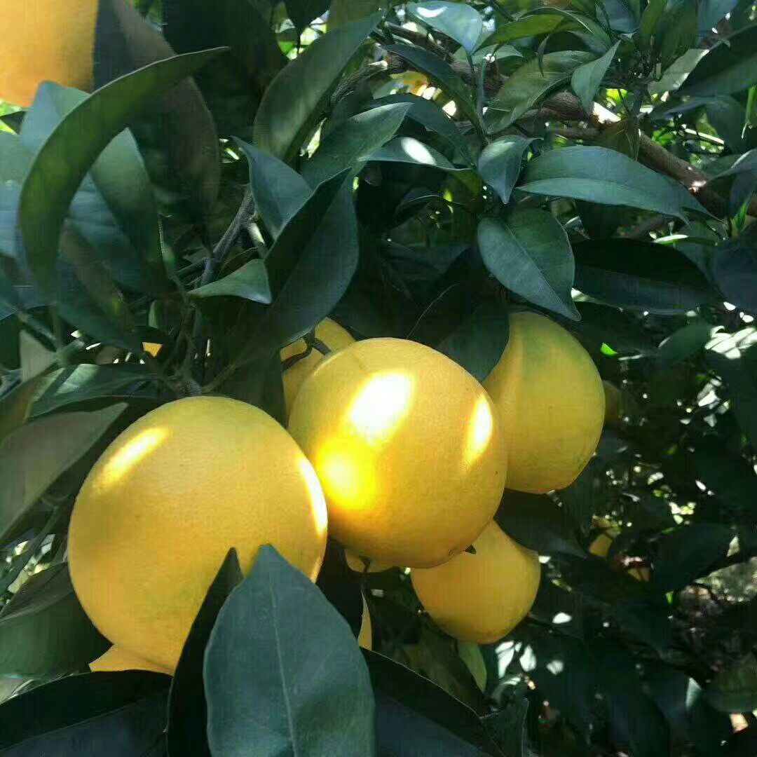 赣南脐橙 60 - 65mm 4两以下 