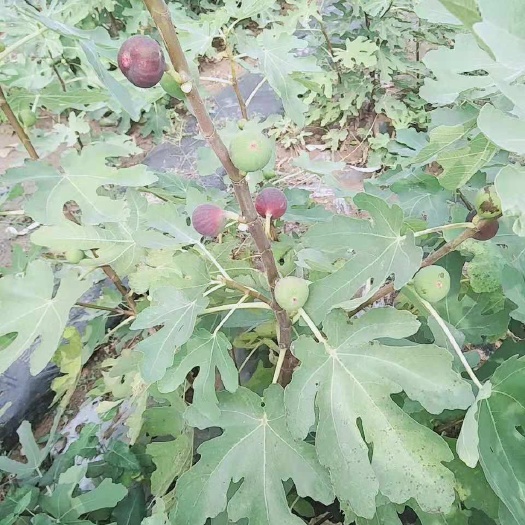 平邑县波姬红