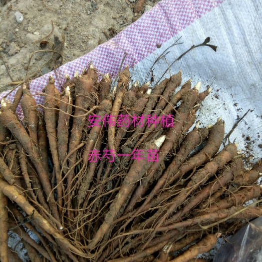 亳州赤芍种苗