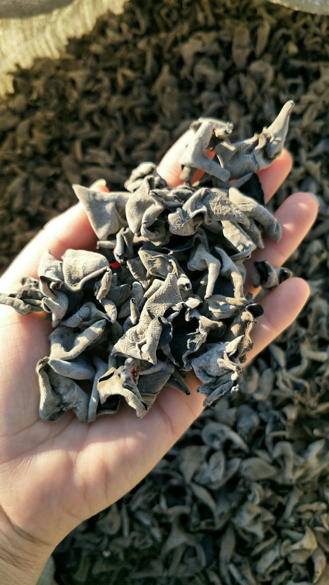  黑山秋木耳 自然成卷