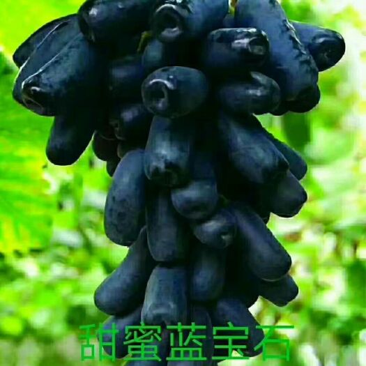 稷山县蓝宝石葡萄苗 