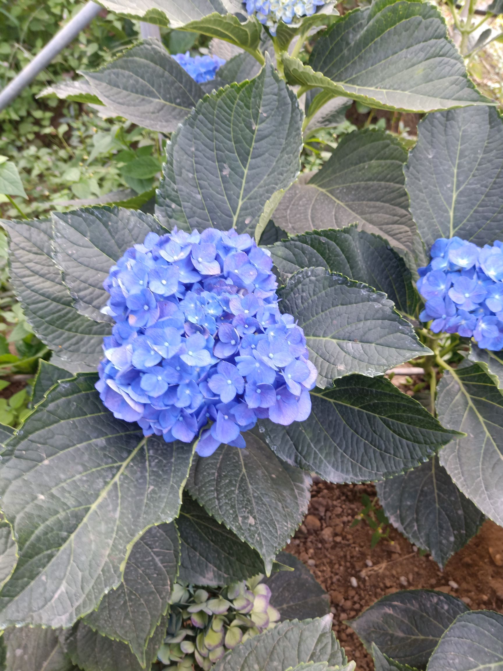 大八仙花