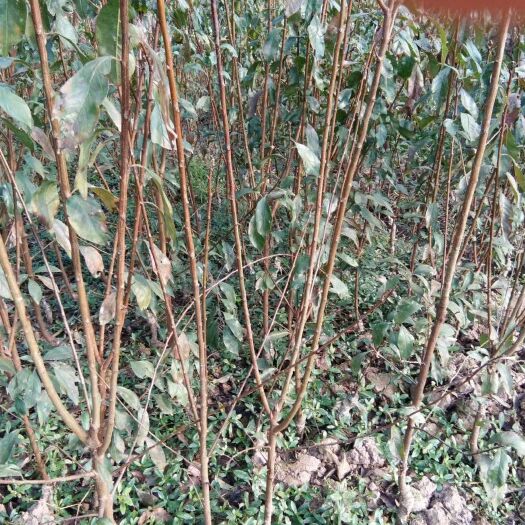 赫章县脆红李苗 
