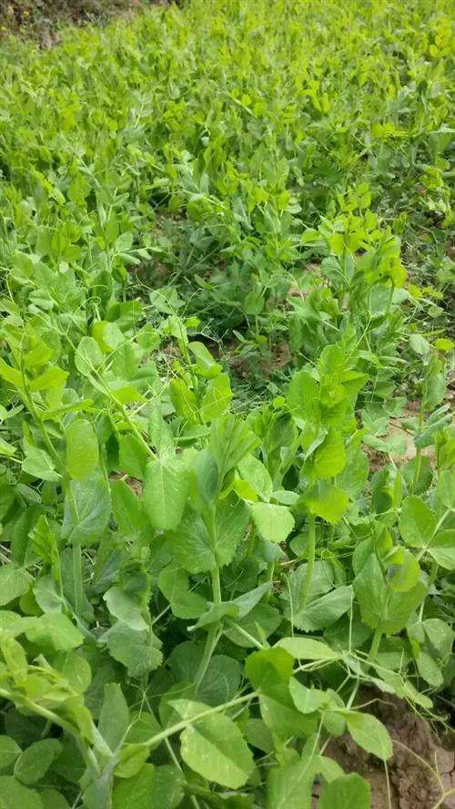 绵竹市豌豆尖 5-7cm 较饱满 