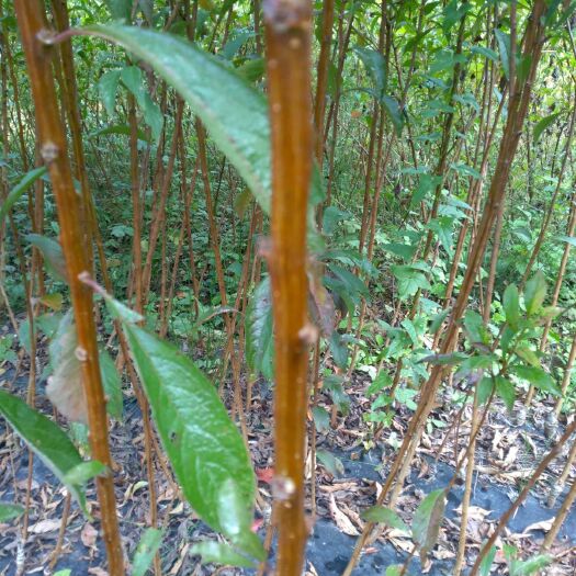 苍溪县蜂糖李树苗 