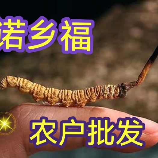 西宁冬虫夏草 规格5根一克西藏那曲 质量保证  假一赔十 包邮