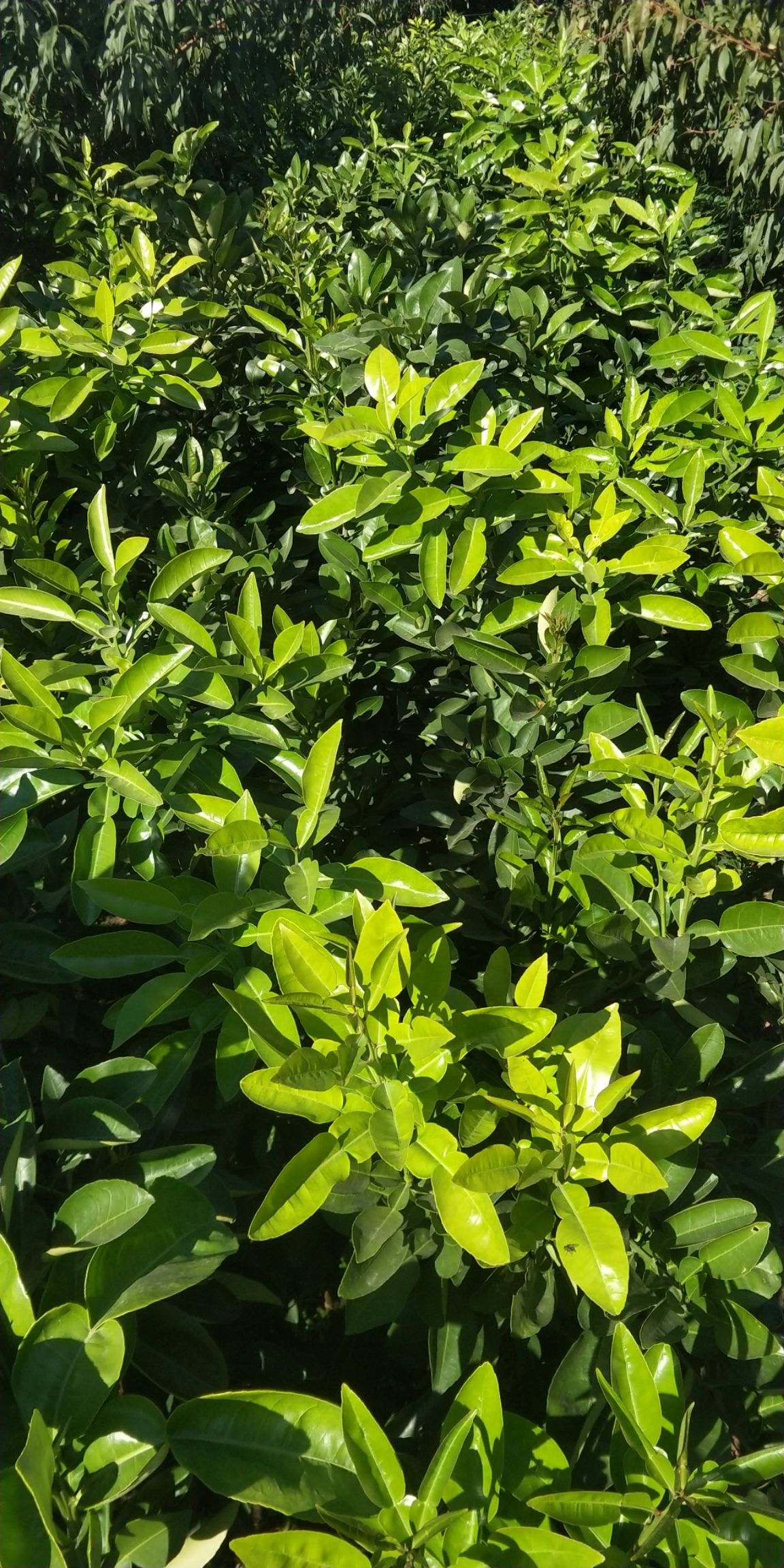 红心柚苗 柑橘，蜜橘