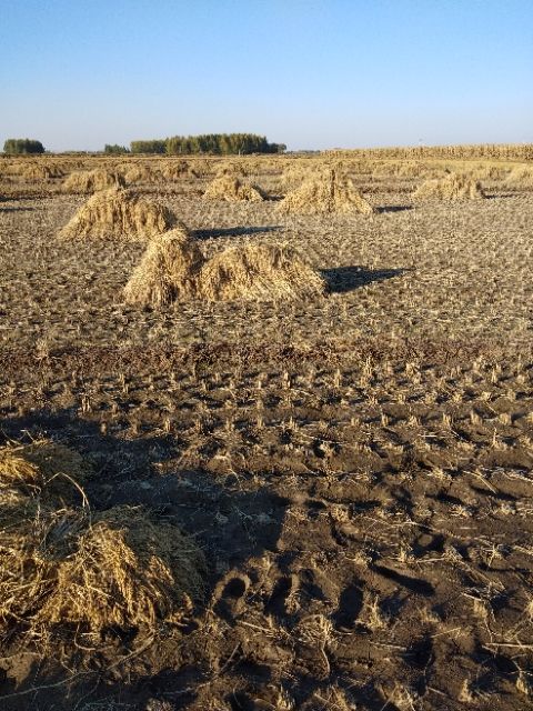  稻花香大米 非有机大米 晚稻 一等品