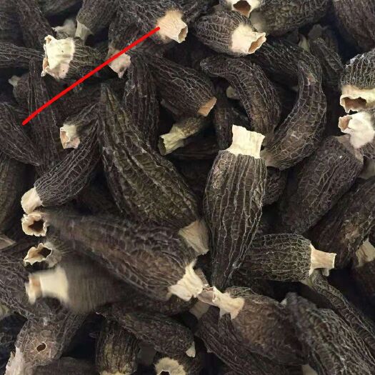 永嘉县羊肚菌 人工种植 尖顶 灰黑色 6cm~8cm 干货
