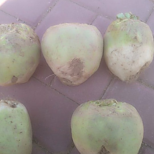 威县芥菜疙瘩3两起0.3芥菜疙瘩大量上市了批发市场平台货
