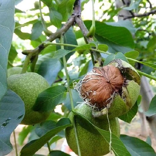 泰安香玲核桃苗