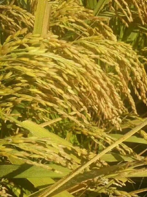  稻花香大米 非有机大米 晚稻 一等品