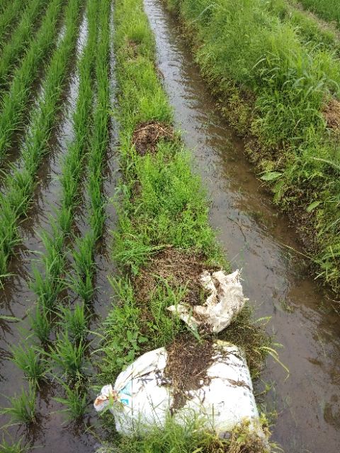  稻花香大米 非有机大米 晚稻 一等品