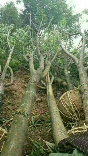 重庆市黄葛树，大叶榕，黄葛榕，重庆基地批发。