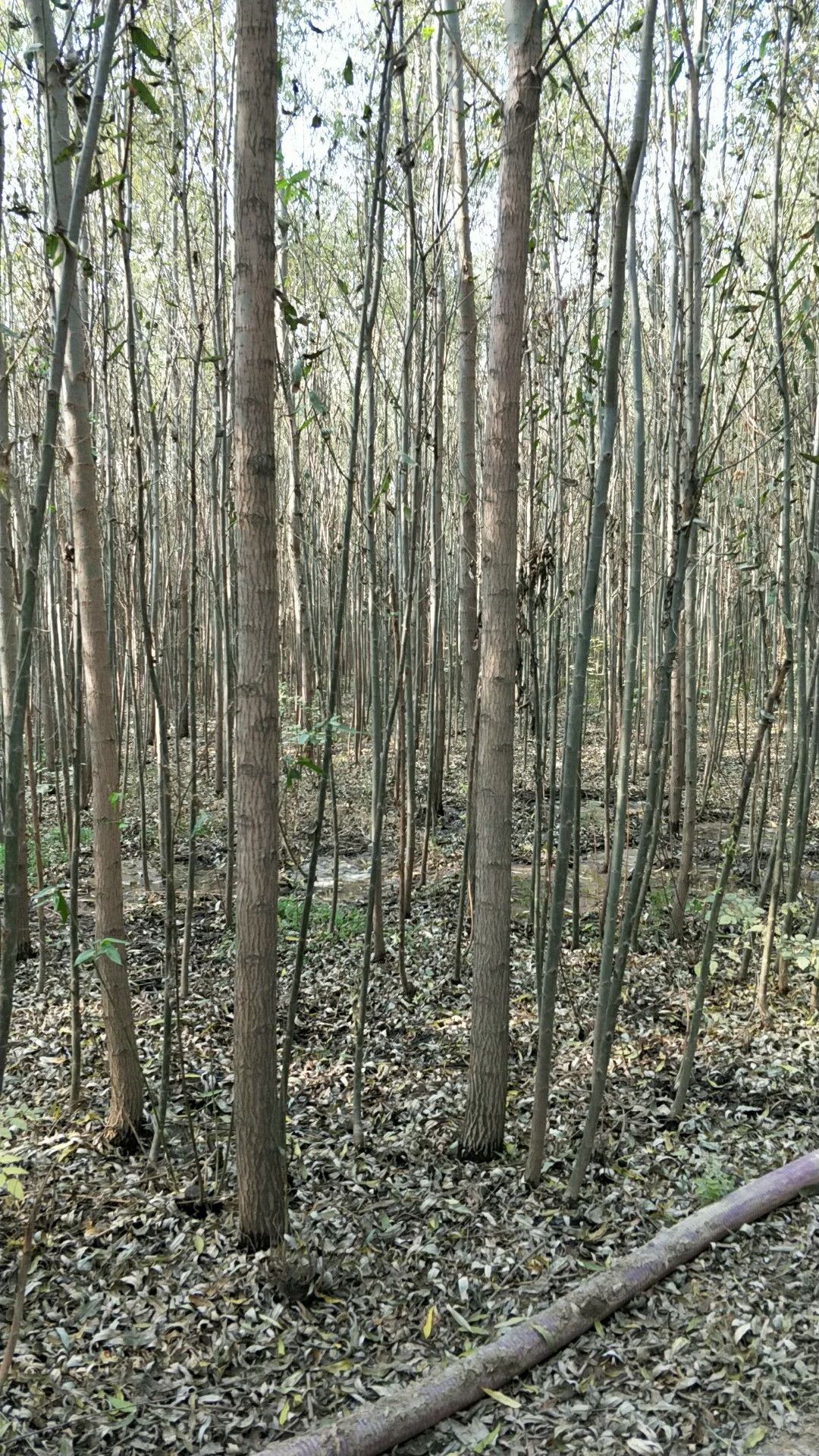 速生柳 长期合作供应美国速生竹柳种植合作社，望有识之士洽谈。