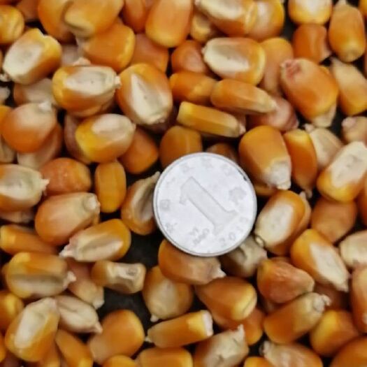 玉米干粮 净货 水份14%-16%