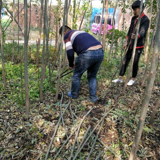 速生柳 长期合作供应美国速生竹柳种植合作社，望有识之士洽谈。