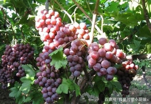平邑县茉莉香葡萄苗