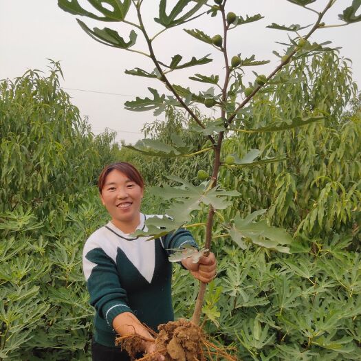 平邑县青皮无花果树苗 