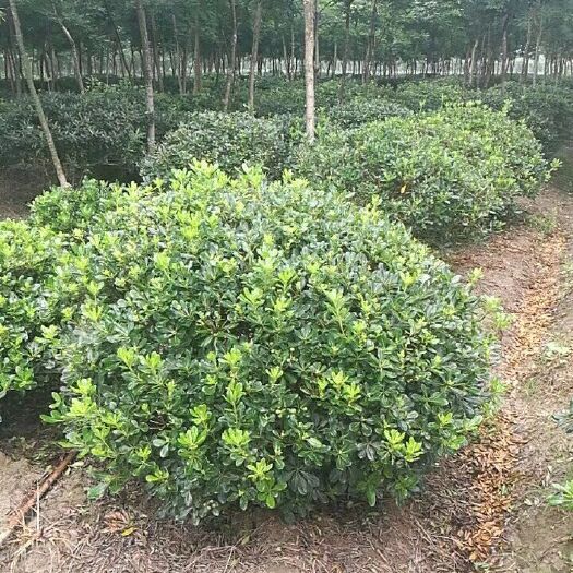 芜湖海桐球
