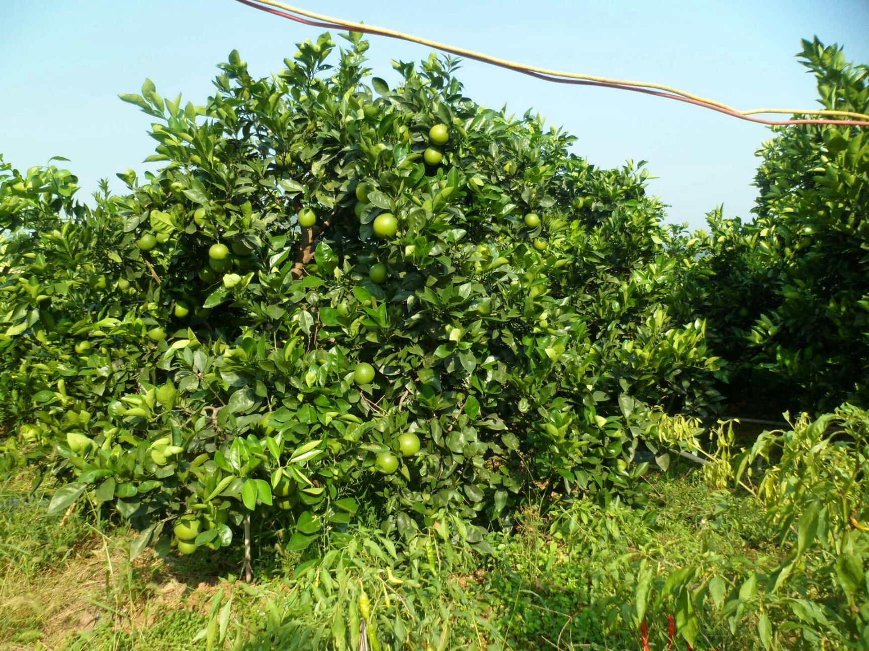 冰糖橙 55 - 60mm 4两以下