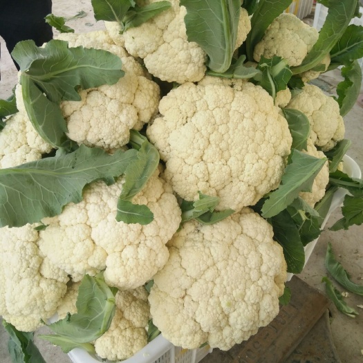 沂水县白花菜花  有机菜花山东菜花基地大量出售