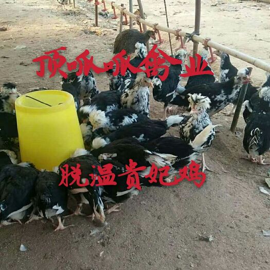 沭阳县贵妃鸡苗  脱温半大贵妃鸡 8两左右