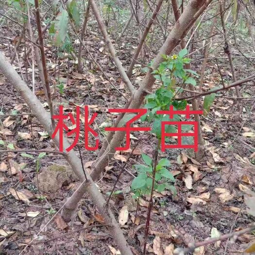 简阳市蜂糖李苗 