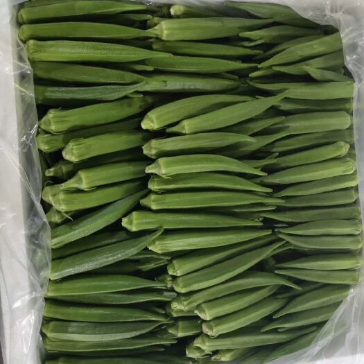 广州黄秋葵 12 - 15cm
