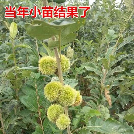 平邑县大红袍板栗苗 嫁接苗 1~1.5米