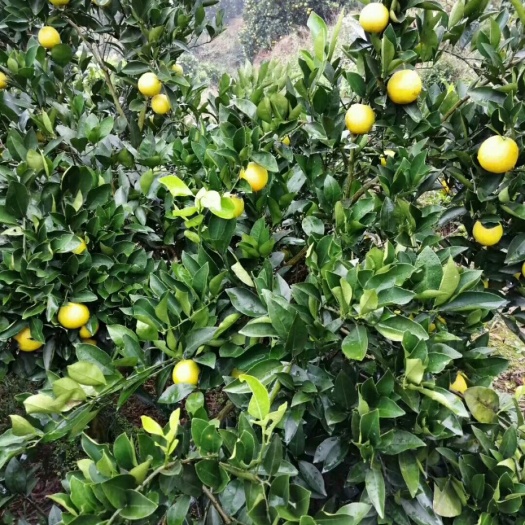 深圳黔阳冰糖橙 55 - 60mm 4两以下 