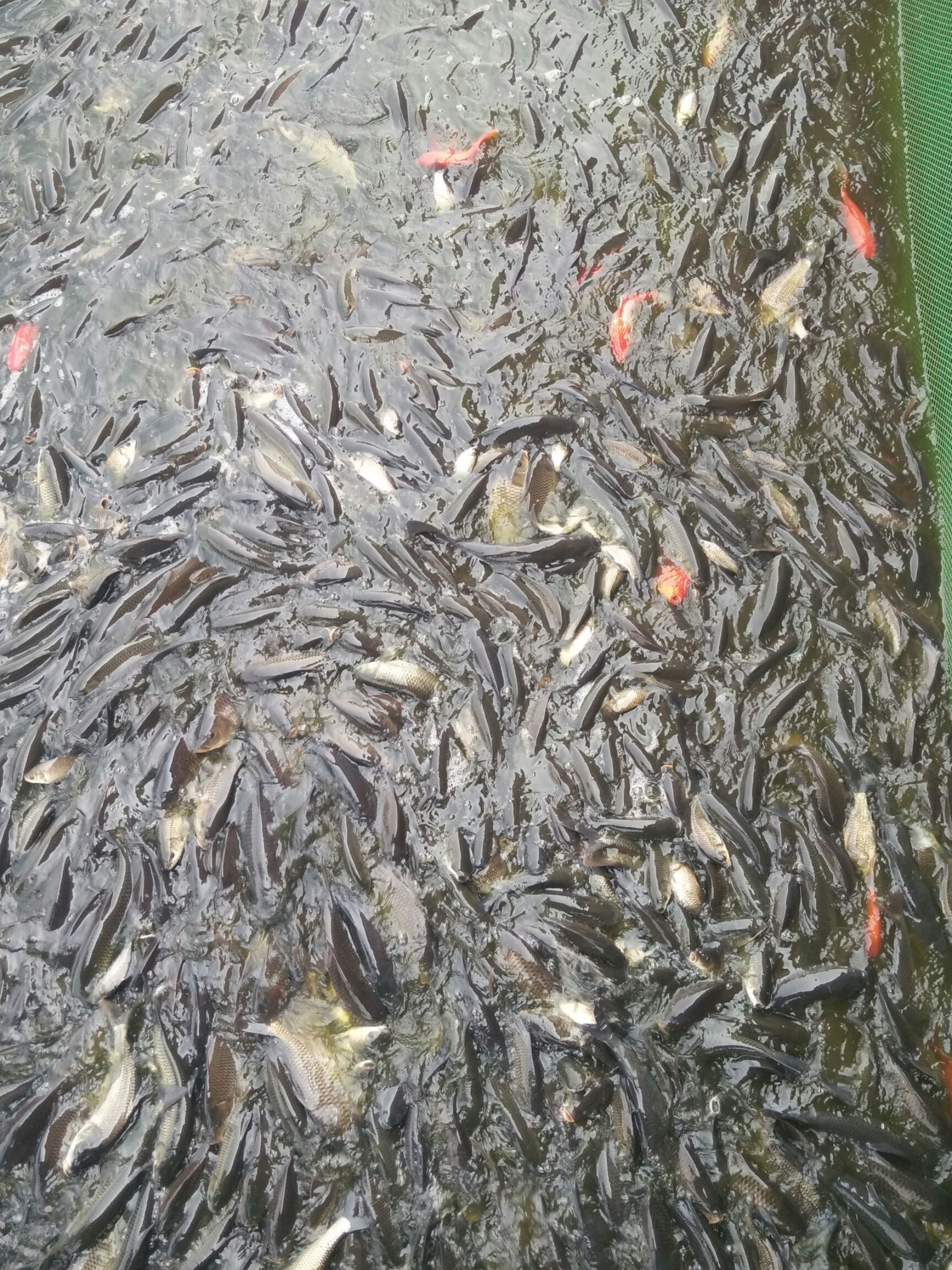 青鱼，草鱼，鲤鱼，鲫鱼，鱼苗出售支持送货