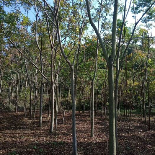 新余黄山栾树