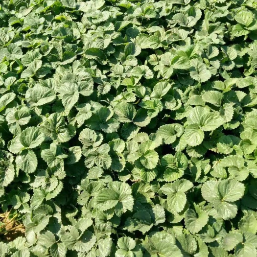 保定脱毒草莓苗 地栽苗 10公分以下