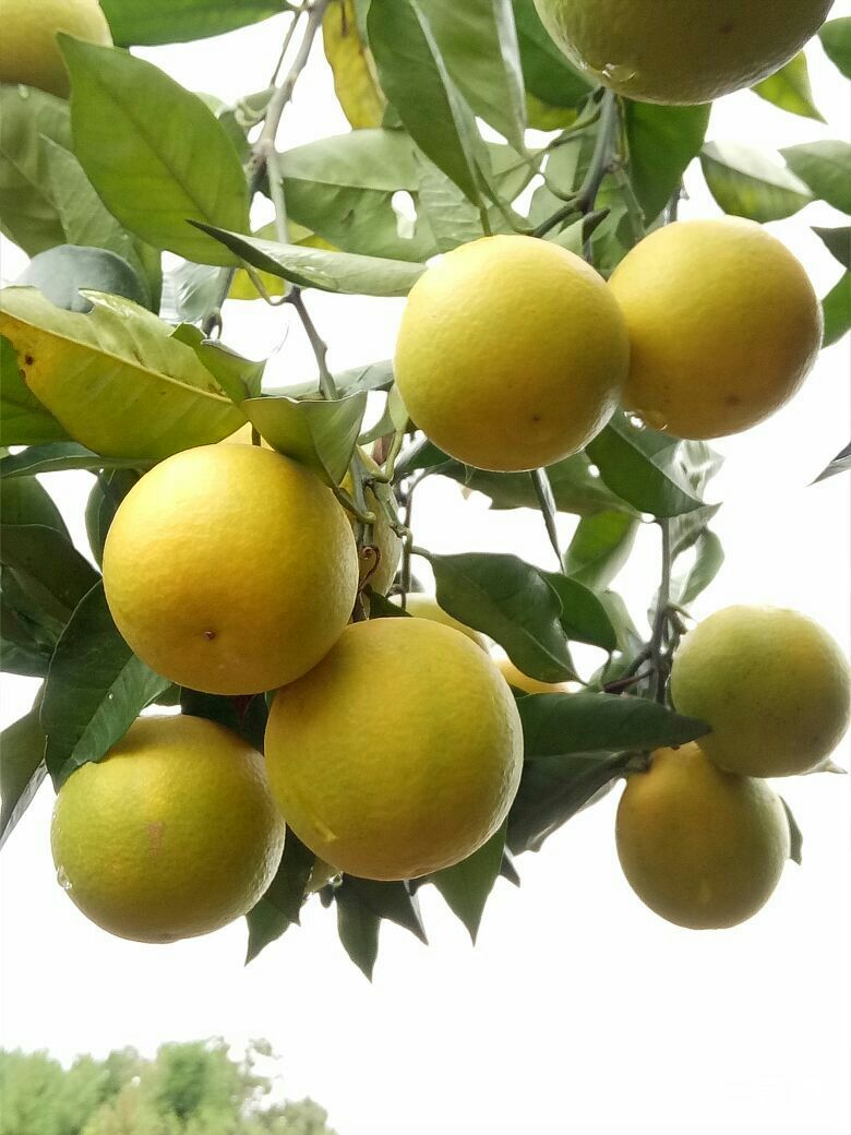 冰糖橙 55 - 60mm 4两以下